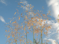 Stipa gigantea