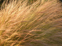 Stipa tenuissima