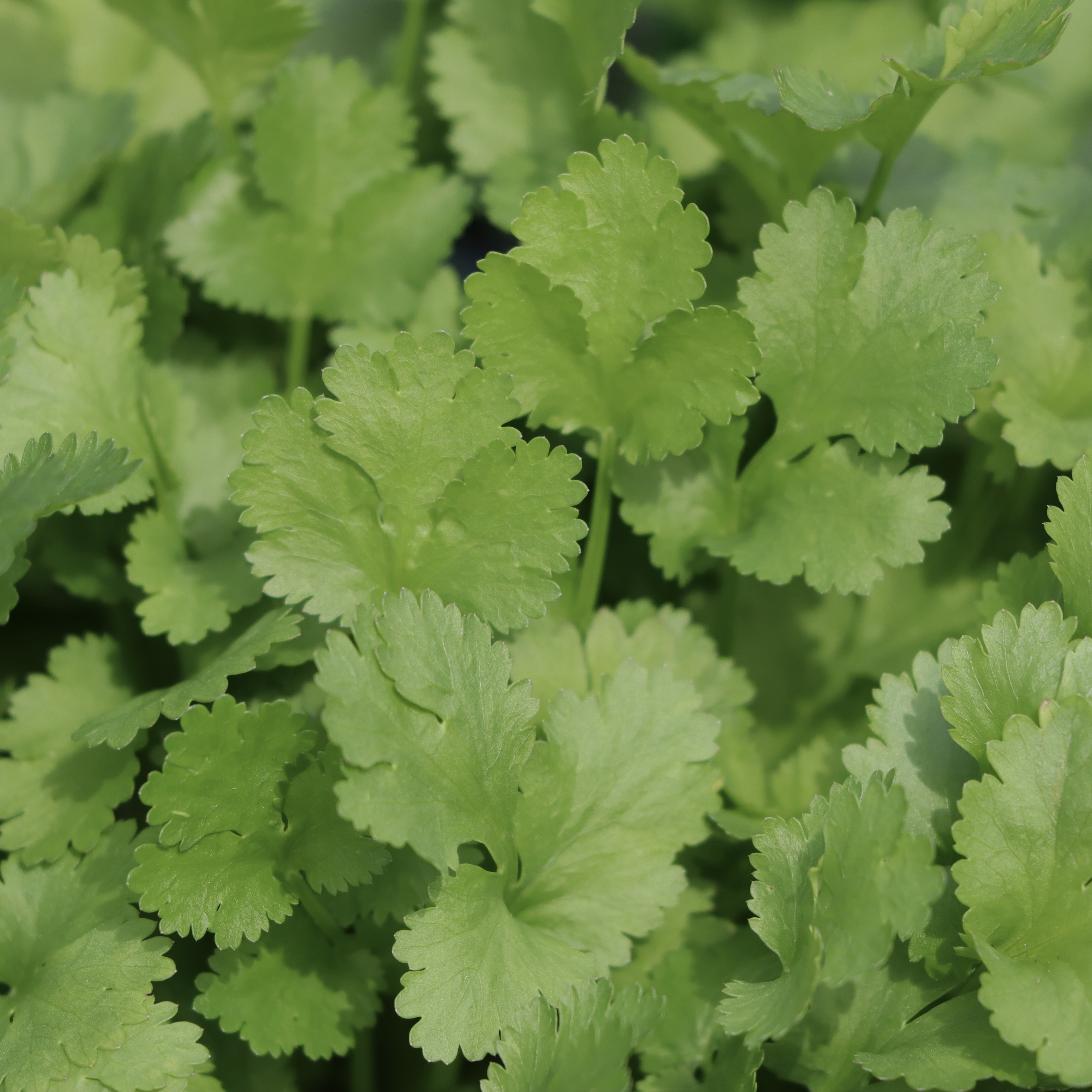 Coriander
