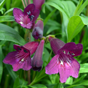 Penstemon Blackbird