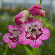 Penstemon Elmley