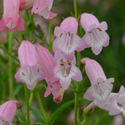 Penstemon Evelyn