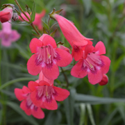 Penstemon Firebird