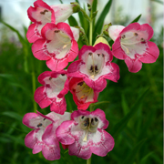 Penstemon Flamingo