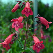 Penstemon Garnet