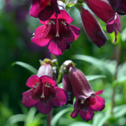 Penstemon Midnight