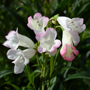 Penstemon Osprey