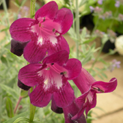 Penstemon Raven