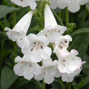 Penstemon Snowstorm