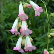 Penstemon Thorn