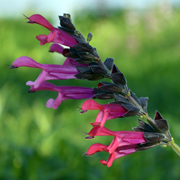 Salvia Amante