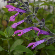 Salvia Amigo