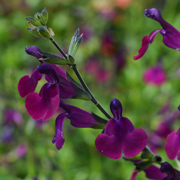 Salvia Emperor