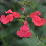 Salvia Flammen