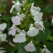 Salvia Glacier