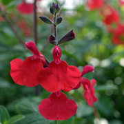 Salvia Jezebel