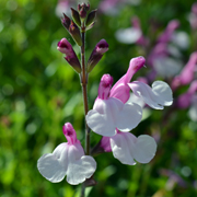 Salvia Joy