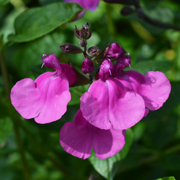 Salvia Lalarsha