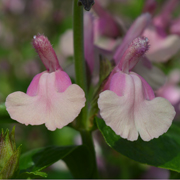 Salvia Lara