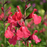 Salvia Lipstick