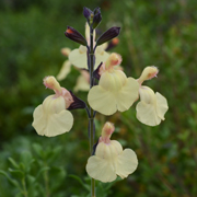 Salvia Melen