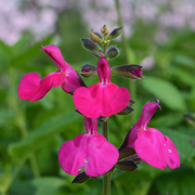 Salvia Neon