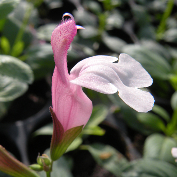 Salvia Nuchi