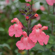 Salvia Pluenn