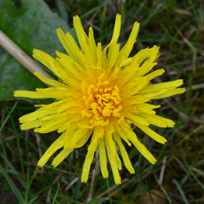 Wildflower Dandelion