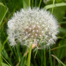 Wildflower Dandelion