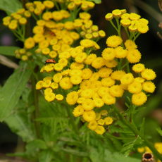 Wildflower Tansy