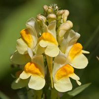 Wildflower Toadflax